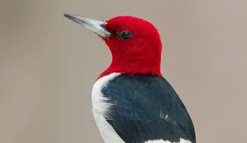 The Red-Headed Woodpecker, Sarnia's new official City Bird. Photo courtesy of the Sarnia Bird Team.