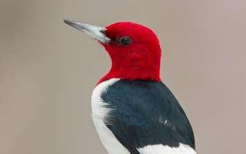 The Red-Headed Woodpecker, Sarnia's new official City Bird. Photo courtesy of the Sarnia Bird Team.