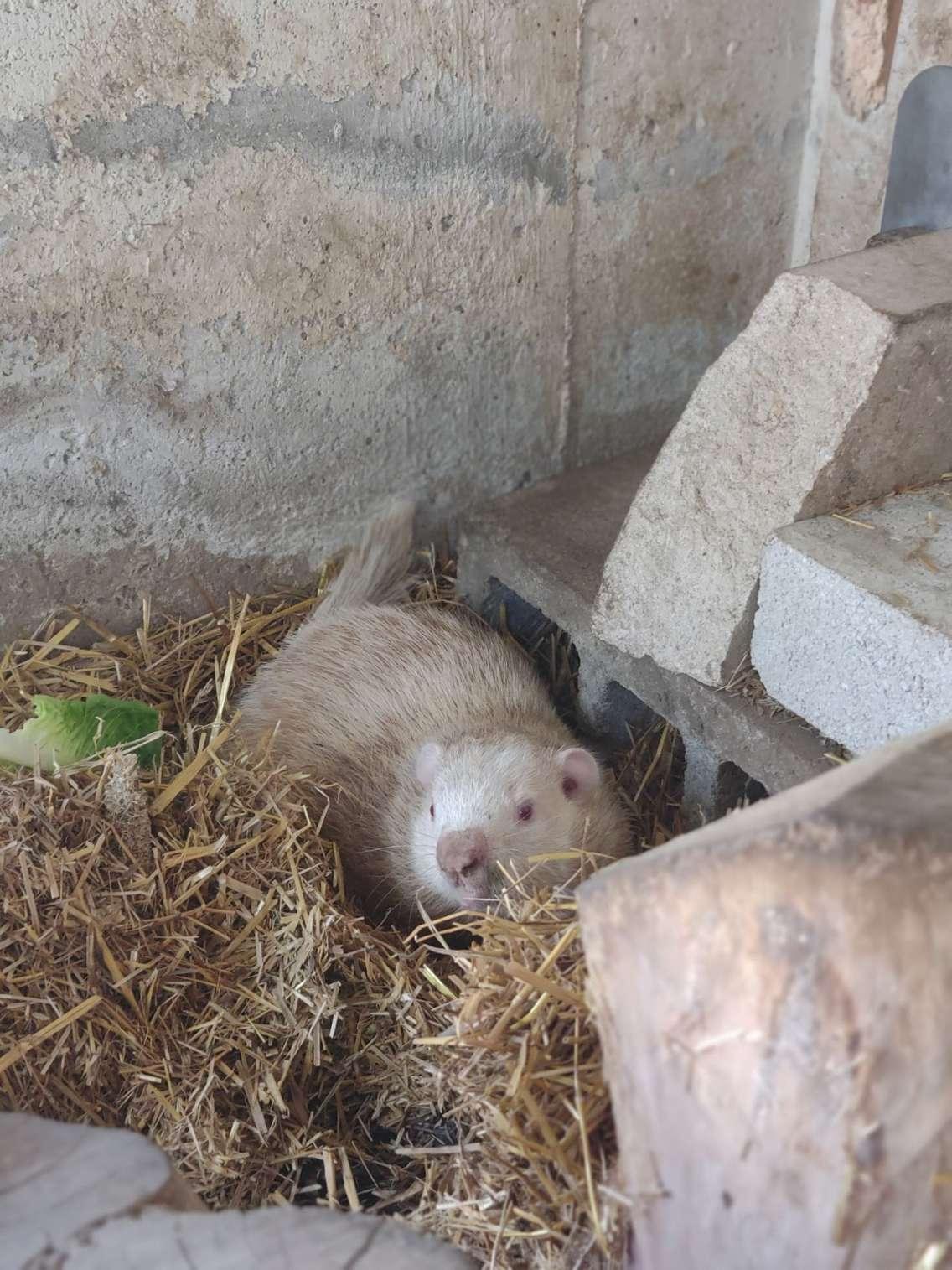 Wiarton Willie. Photo provided by the town of South Bruce Peninsula. 