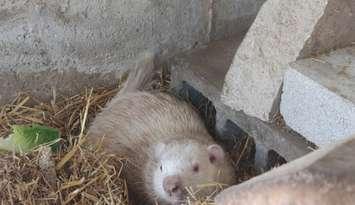 Wiarton Willie. Photo provided by the town of South Bruce Peninsula. 