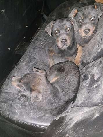 Three of the five puppies rescued by Sarnia police on December 29,2023 (courtesy of Sarnia Police Service on X)
