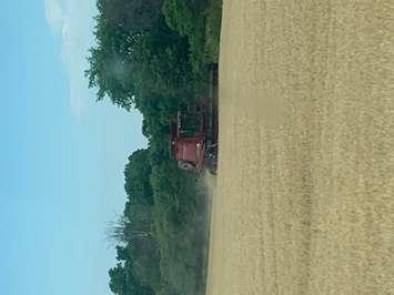 Wheat Harvest Lambton County (BlackburnNews.com photo)