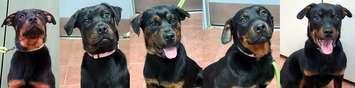 Rescued four-month-old Rottweiler puppies. (Photo courtesy of the Sarnia & District Humane Society via Facebook)