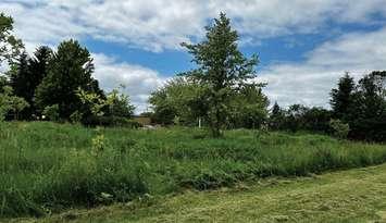 An overgrown green space off Berger Road in Sarnia. Image courtesy of Degroot's Nurseries via Sarnia council agenda.