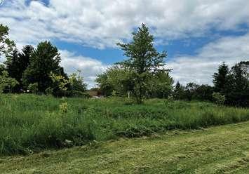 An overgrown green space off Berger Road in Sarnia. Image courtesy of Degroot's Nurseries via Sarnia council agenda.