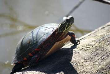 (BlackburnNews.com photo by Dave Dentinger)