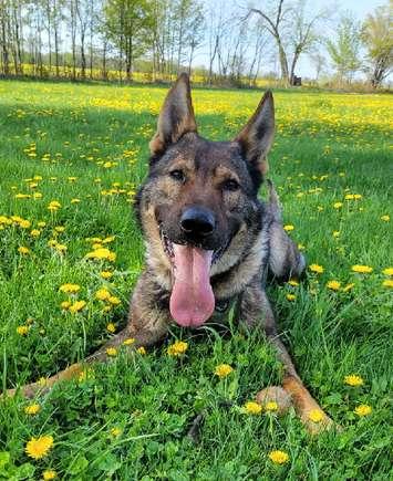 Lambton OPP Canine Unit member Tackle, a two-year German Shepherd from Alabama. (Photo provided by OPP)