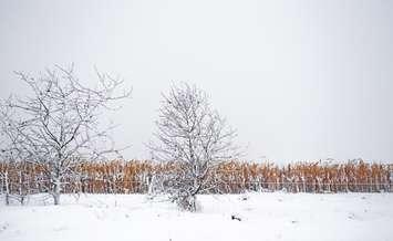 Frost covered crop - Photo by Kat 72 - iStock / Getty Images Plus