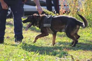 BlackburnNews.com file photo of police K-9 unit. (Photo by Jason Viau)
