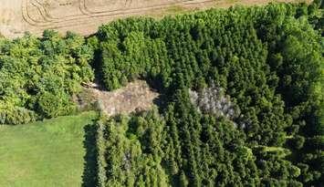 Peter Szabo Memorial Forest in Wyoming. July 30, 2025. (Photo courtesy of the County of Lambton)