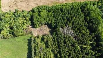 Peter Szabo Memorial Forest in Wyoming. July 30, 2025. (Photo courtesy of the County of Lambton)