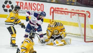 Saginaw at Sarnia Sting, February 17, 2025. Photo by Metcalfe Photography. 