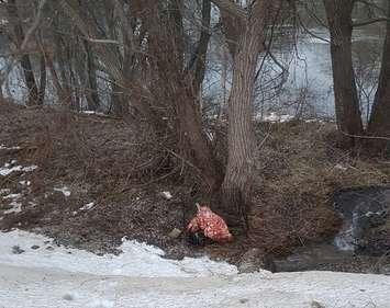 A dog was left to freeze in a cage by the Thames River near Thamesford, December 27, 2016. Photo from Kismutt Rescue on Facebook.