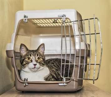 Tabby cat inside a cat carrier box. © Can Stock Photo / fxegs