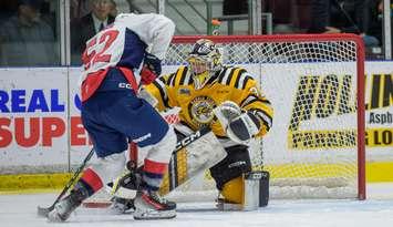 Sarnia Sting home to the Windsor Spitfires February 4, 2024. Photo by Metcalfe Photography. 