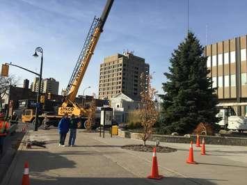 Christmas Tree placed at Sarnia City Hall Nov 17, 2015. BlackburnNews.com photo by Briana Carnegie.