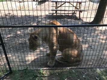 A lion at the Roaring Cat Retreat, the former site of the Pineridge Zoo near Grand Bend. BlackburnNews.com photo.