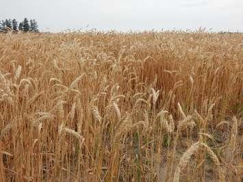 A field of wheat in Chatham-Kent. July 6, 2016. (Photo by Simon Crouch) 
