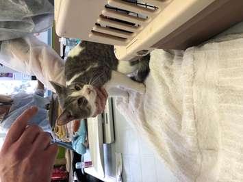 A cat at the humane society. Submitted photo.