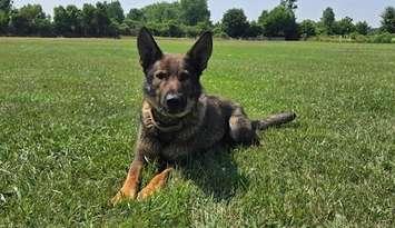 West Region OPP Canine Unit (Photo Courtesy of Ontario Provincial Police)