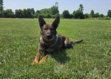 West Region OPP Canine Unit (Photo Courtesy of Ontario Provincial Police)
