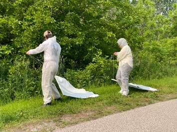 Tick surveillance at Malden Park in Windsor, June 3, 2025. (Photo by Maureen Revait) 