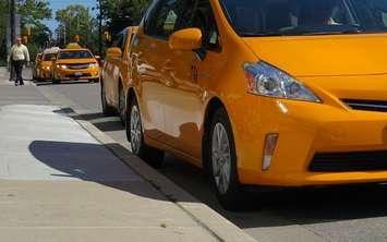A row of taxis. (File photo by Miranda Chant, Blackburn News)