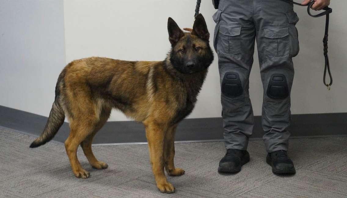 New SPS canine named Vader. April 23, 2024. (Photo by Natalia Vega)