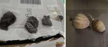 Suspected opium pods and heroin seized at Blue Water Bridge on December 30, 2024. (Photo courtesy of Canada Border Services Agency, Southern Ontario Region via X)