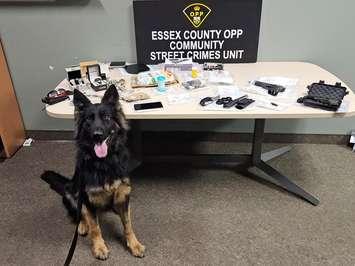 RCMP Police Service Dog "Phillie" is seen with items confiscated during a raid in Leamington, October 11, 2024. Photo courtesy Ontario Provincial Police.