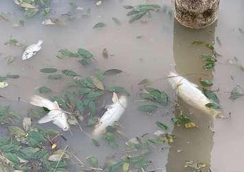 Dead fish found floating in the Ausable River. July 2023. (Photo courtesy of Jennifer Powell)