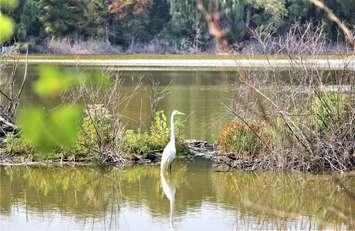 Lake Chipican, Canatara Park Autumn 2020 (BlackburnNews.com photo by Dave Dentinger)