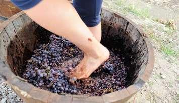 Grape stomping. Photo by Dionisio Iemma, iStock / Getty Images Plus