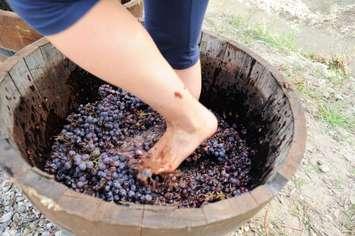 Grape stomping. Photo by Dionisio Iemma, iStock / Getty Images Plus