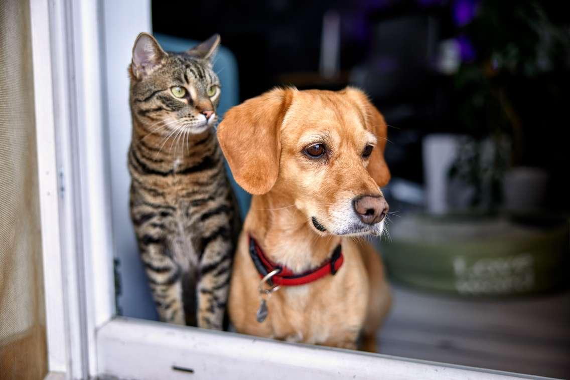 A dog and cat look out a window together. Photo by Kerkez / iStock / Getty Images Plus via Getty Images