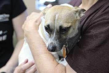 Dog being held by person. (File photo by Mark Brown/Blackburn News)