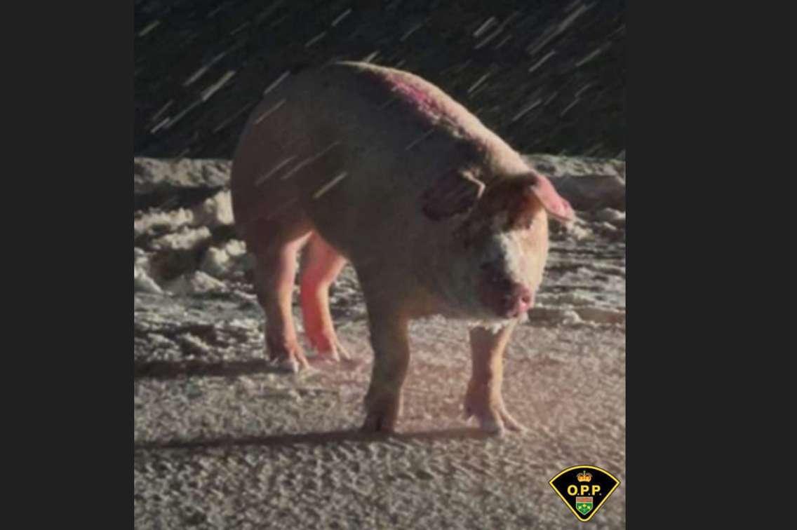 A loose pig in Plympton-Wyoming. February 12, 2025. Photo courtesy of West Region OPP shared on X (Twitter).