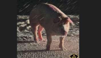 A loose pig in Plympton-Wyoming. February 12, 2025. Photo courtesy of West Region OPP shared on X (Twitter).