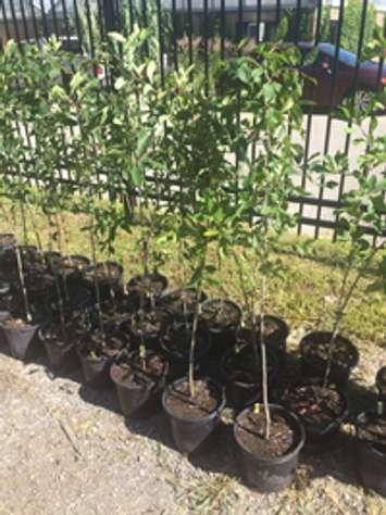 National Tree Day - trees