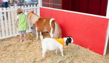 Petting zoo. (Photo courtesy of © CanStockPhoto.com/melastmohican)