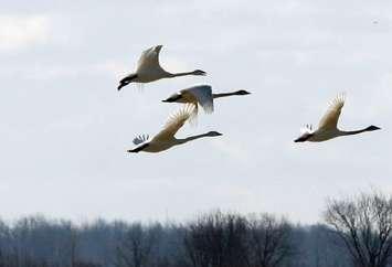 Tundra Swans at the Thedford Bog near the Lambton Heritage Museum - Mar. 6/24 (Photo courtesy of Lambton Shores via X)
