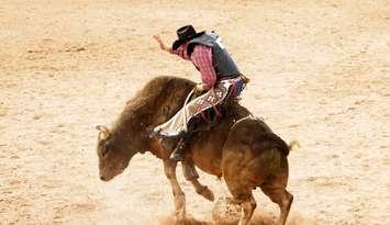Bull riding. (Photo by photosbyjim/ iStock / Getty Images Plus via Getty Images)