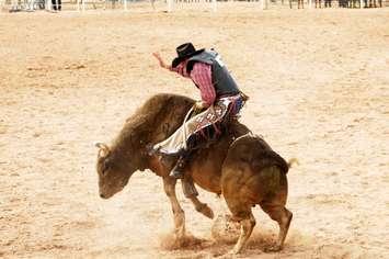 Bull riding. (Photo by photosbyjim/ iStock / Getty Images Plus via Getty Images)