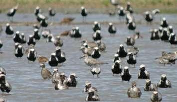 (Photo courtesy of the Essex Region Conservation Authority)