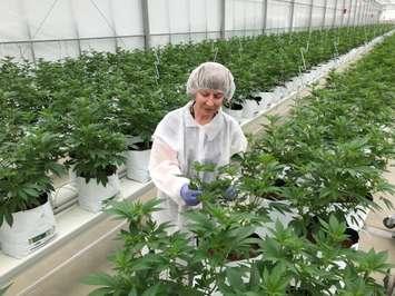 Master Horticulturist Françoise Lévesque takes local media on a tour of High Park Farms in Enniskillen Township. May 15, 2018 (Photo by Melanie Irwin)