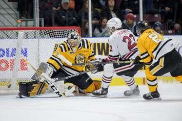 Sarnia Sting vs. Guelph Storm (Image courtesy of Metcalfe Photography)