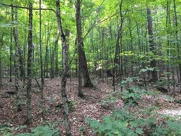 Trees in a forest. (BlackburnNews.com file photo)