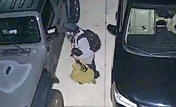 A suspect accused of stealing from vehicles in the Rapids Parkway area (Photo courtesy of Sarnia Police Service)