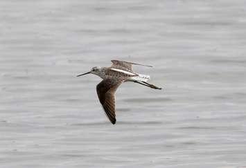 Marsh Sandpiper spotted at the Thedford Lagoons.  May 2022.  (Photo by Matt Parsons)