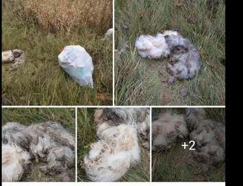 Dogs dumped in ditch near Howick. Photo from Robert Kienapple.